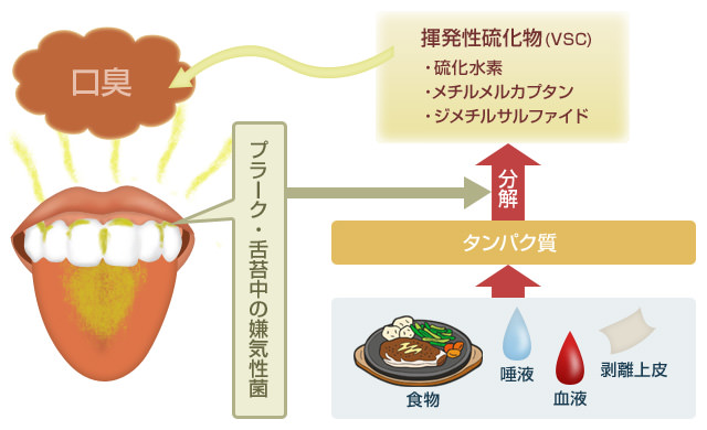 図：口臭発生のメカニズム