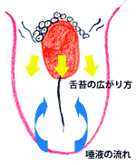 舌苔の広がり方