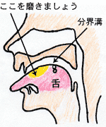 磨く箇所
